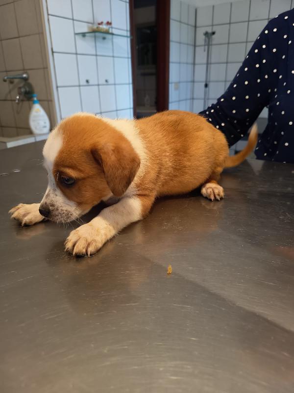Birillo splendido dolce cucciolo cerca casa  Foto 4