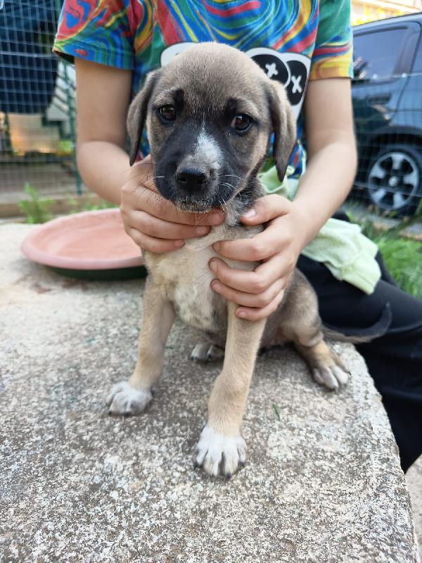 Gandalf Meraviglioso Dolce Cucciolo Cerca Casa 