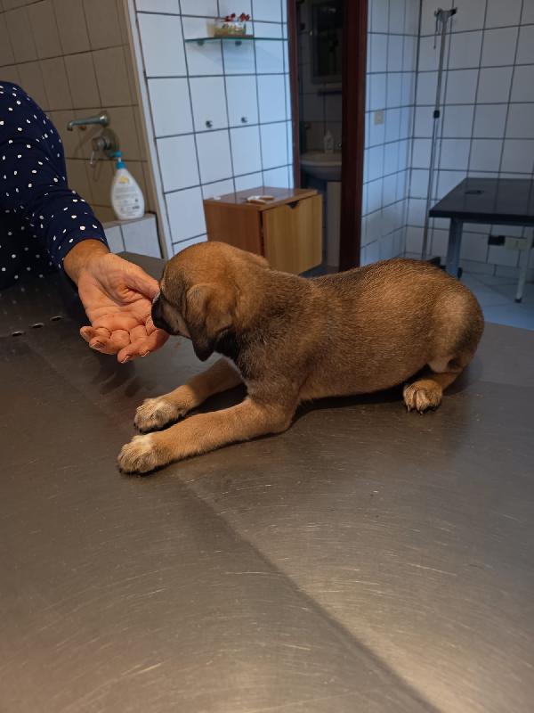 Gandalf meraviglioso dolce cucciolo cerca casa  Foto 3