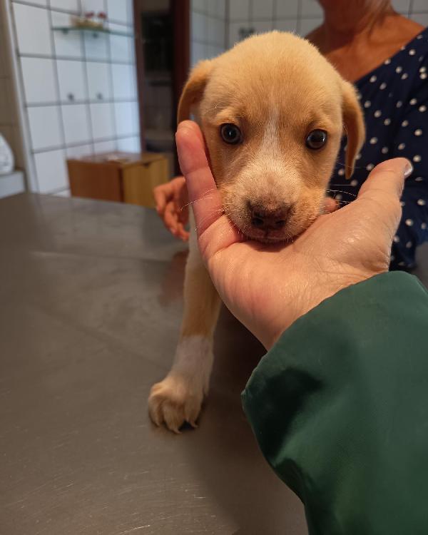 Sissi Splendida Dolce Cucciola Cerca Casa 
