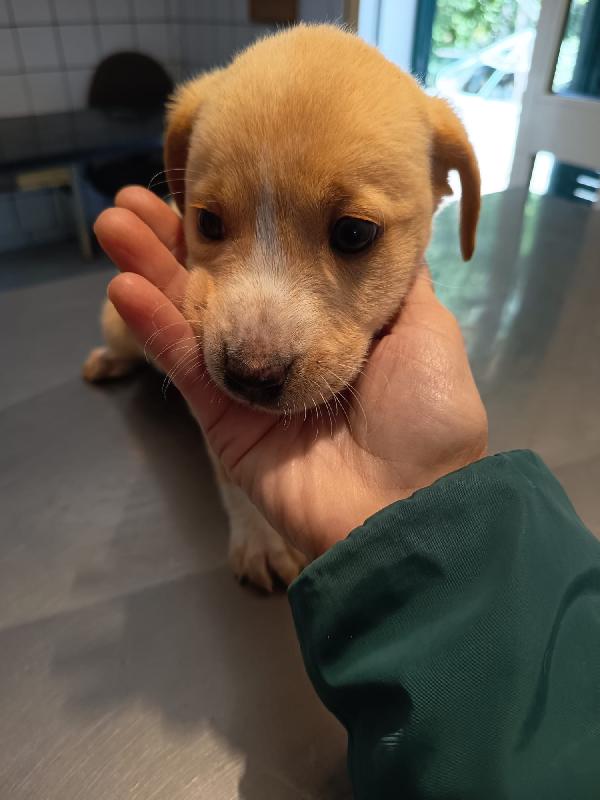 Sissi splendida dolce cucciola cerca casa  Foto 2