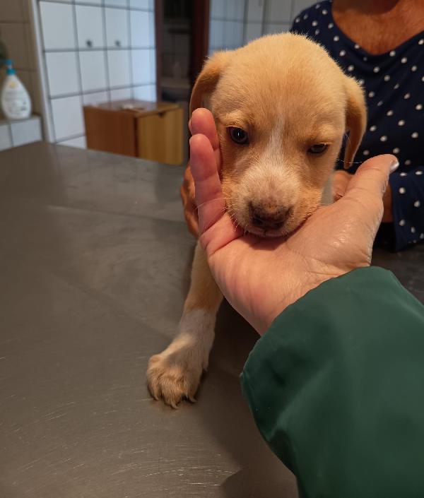 Sissi splendida dolce cucciola cerca casa  Foto 3