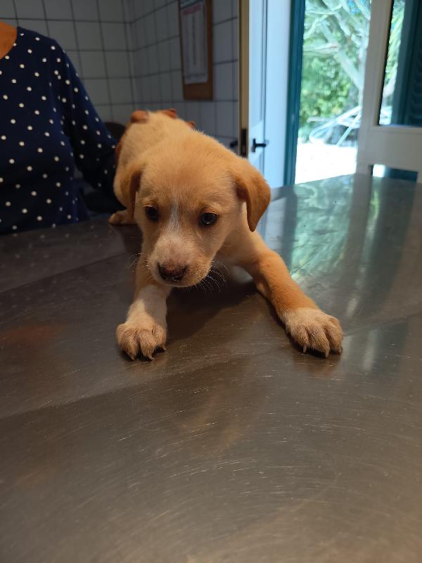 Sissi splendida dolce cucciola cerca casa  Foto 4