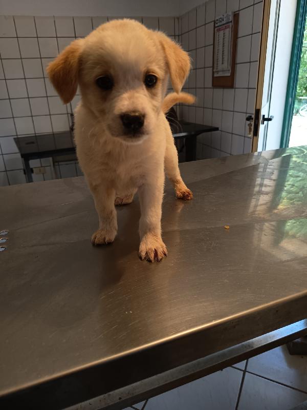 Virgola Meravigliosa Dolce Cucciola Cerca Casa 