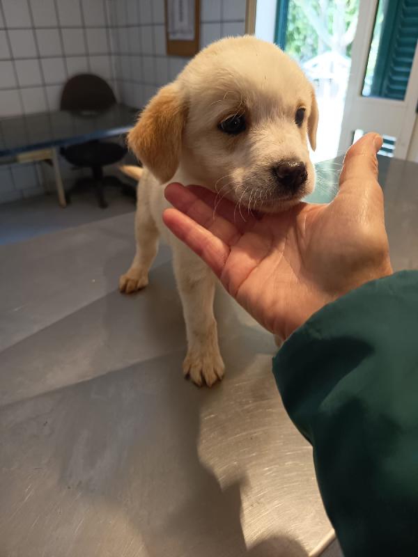 Virgola meravigliosa dolce cucciola cerca casa  Foto 2