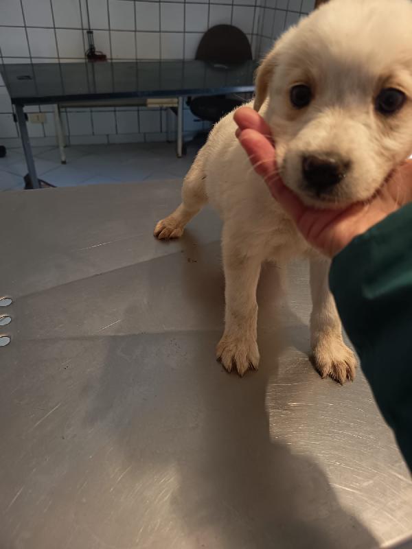 Virgola meravigliosa dolce cucciola cerca casa  Foto 3
