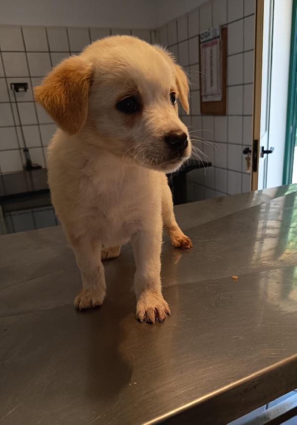 Virgola meravigliosa dolce cucciola cerca casa  Foto 4