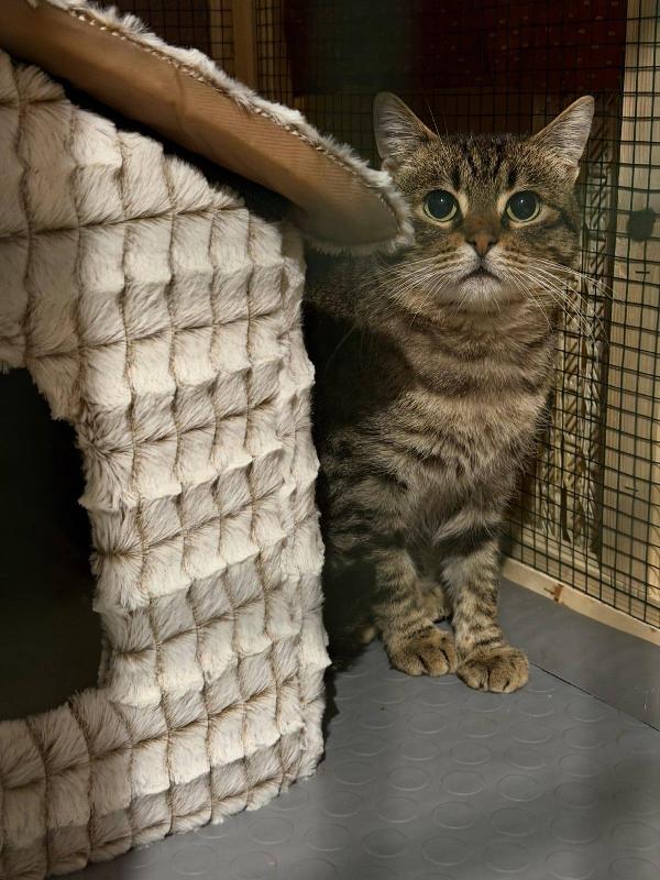 TIGRO, tenero gatto in adozione! Foto 5