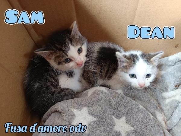 Sam E Dean, Dolci Micini In Adozione!