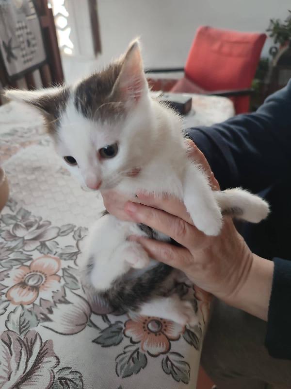 SAM e DEAN, dolci micini in adozione! Foto 4