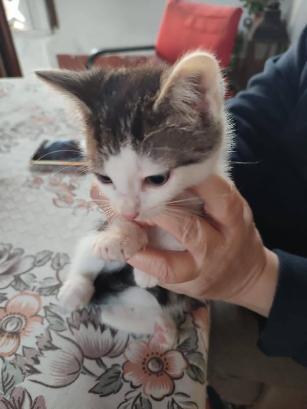 SAM e DEAN, dolci micini in adozione! Foto 5