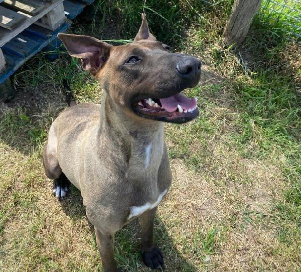 Mali dolce pastore malinois Foto 2