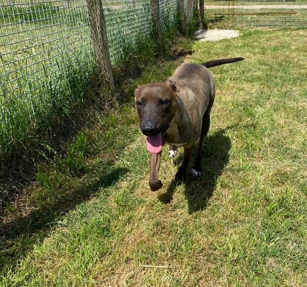 Mali dolce pastore malinois Foto 3