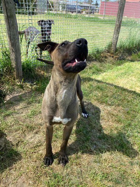 Mali dolce pastore malinois Foto 5