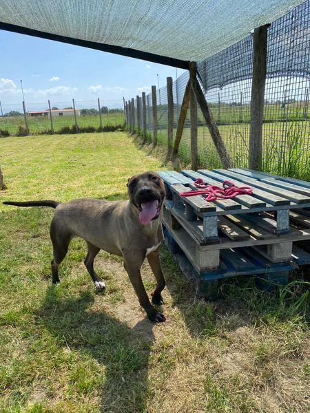 Mali dolce pastore malinois Foto 6