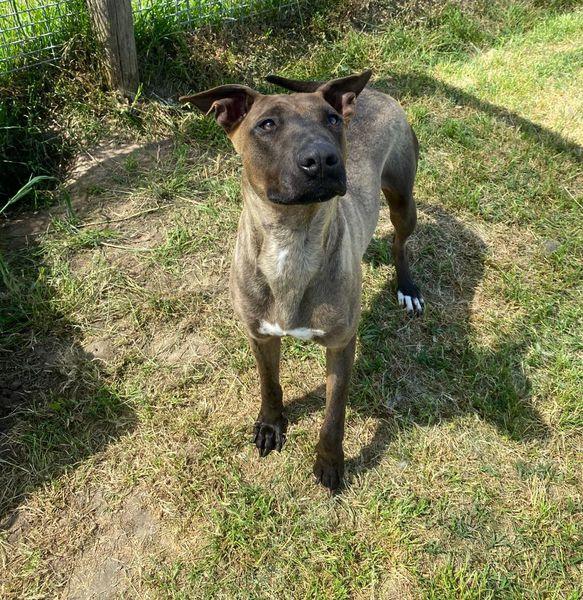 Mali dolce pastore malinois Foto 8