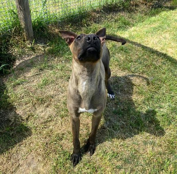 Mali dolce pastore malinois Foto 9