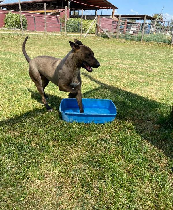 Mali dolce pastore malinois Foto 10