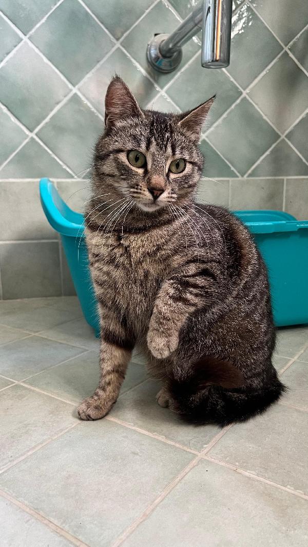 TINA:TIGRATINA DI 8 MESI CERCA FAMIGLIA Foto 6