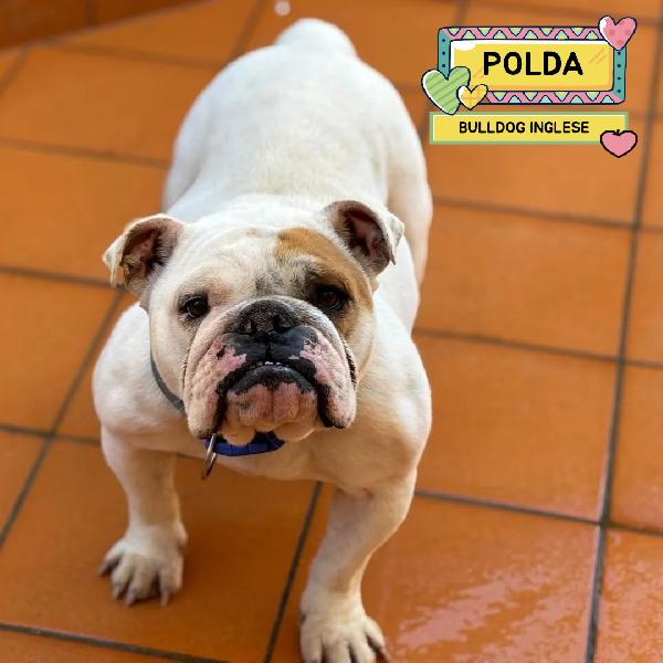 Polda - Bulldog Inglese Cerca Casa - In Adozione 