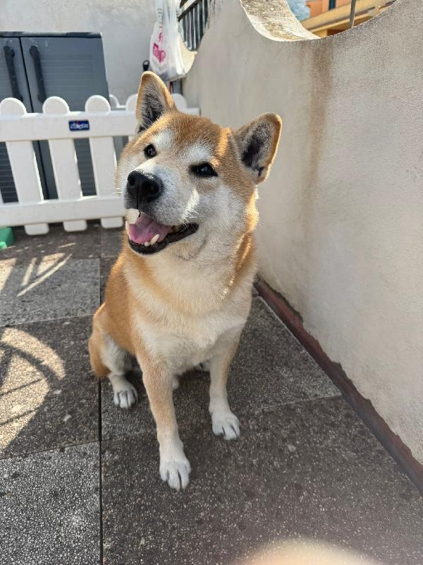 Shiba Inu 10Anni,Kg10,Salito A Monza E Rifiutato!!!!