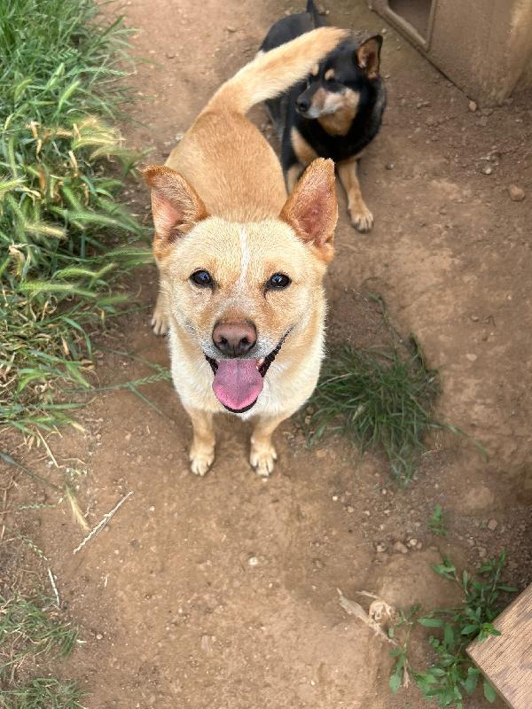 Ringo Splendido Piccolo Cagnolino Cerca Casa 