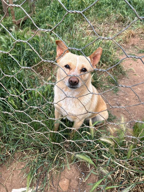 Ringo splendido piccolo cagnolino cerca casa  Foto 2