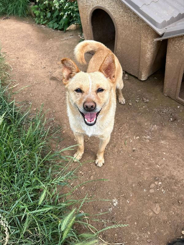Ringo splendido piccolo cagnolino cerca casa  Foto 5