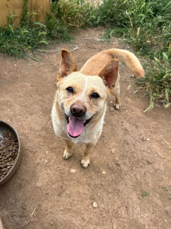 Ringo splendido piccolo cagnolino cerca casa  Foto 6