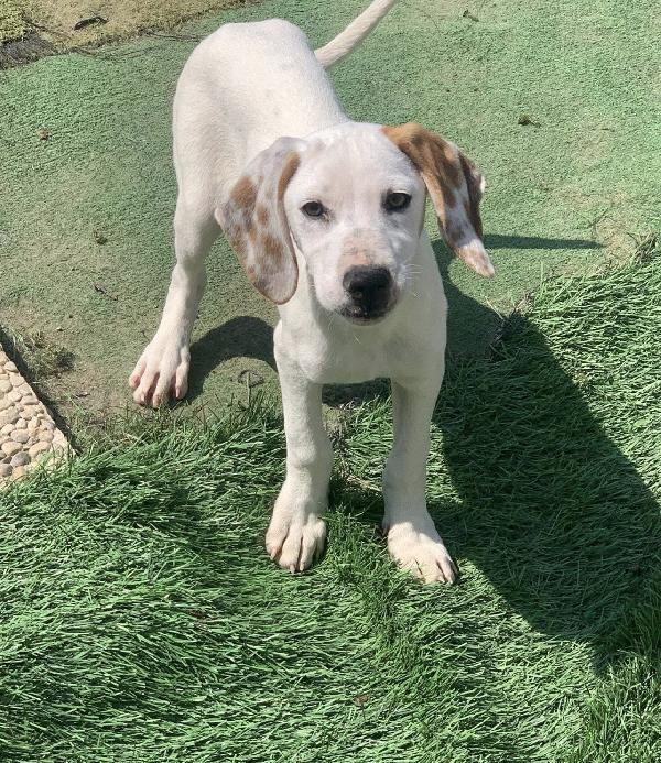 Pluto Bellissimo Cucciolo A Lecco