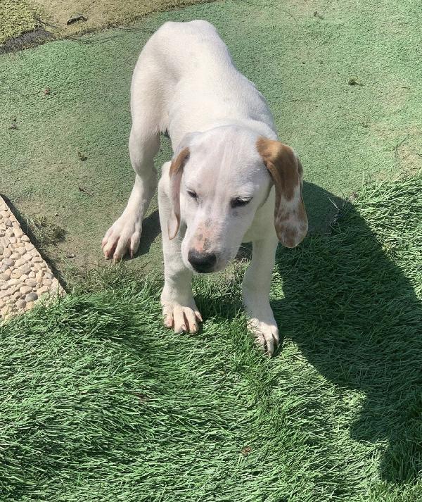 Pluto bellissimo cucciolo a Lecco Foto 2