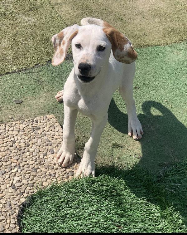 Pluto bellissimo cucciolo a Lecco Foto 3