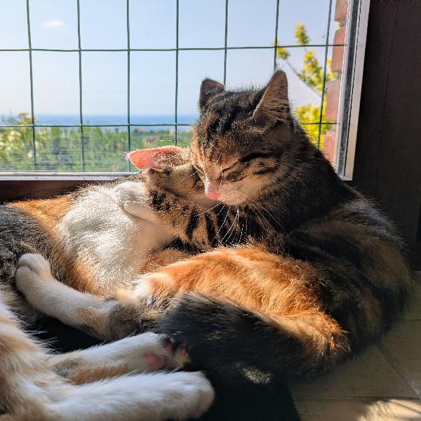 Le sorelline Pica e Tina Foto 4
