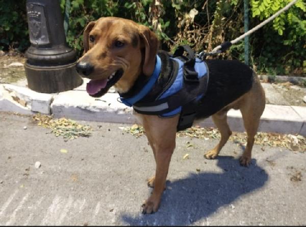 Pippo giovane simil segugino veniva maltrattato Foto 3
