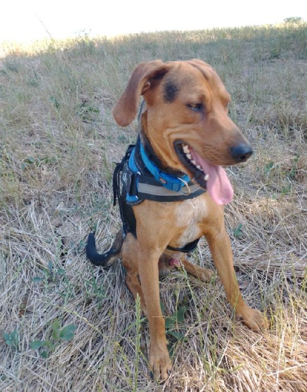 Pippo giovane simil segugino veniva maltrattato Foto 4
