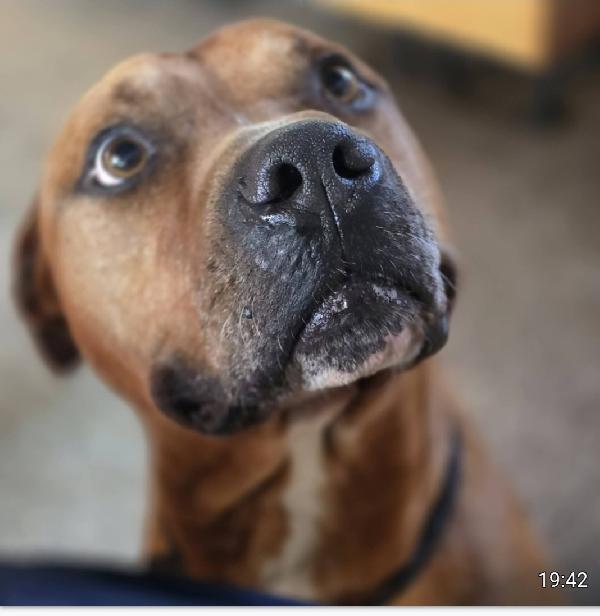 Pitbull adulto molto buono nonostante il passato Foto 5