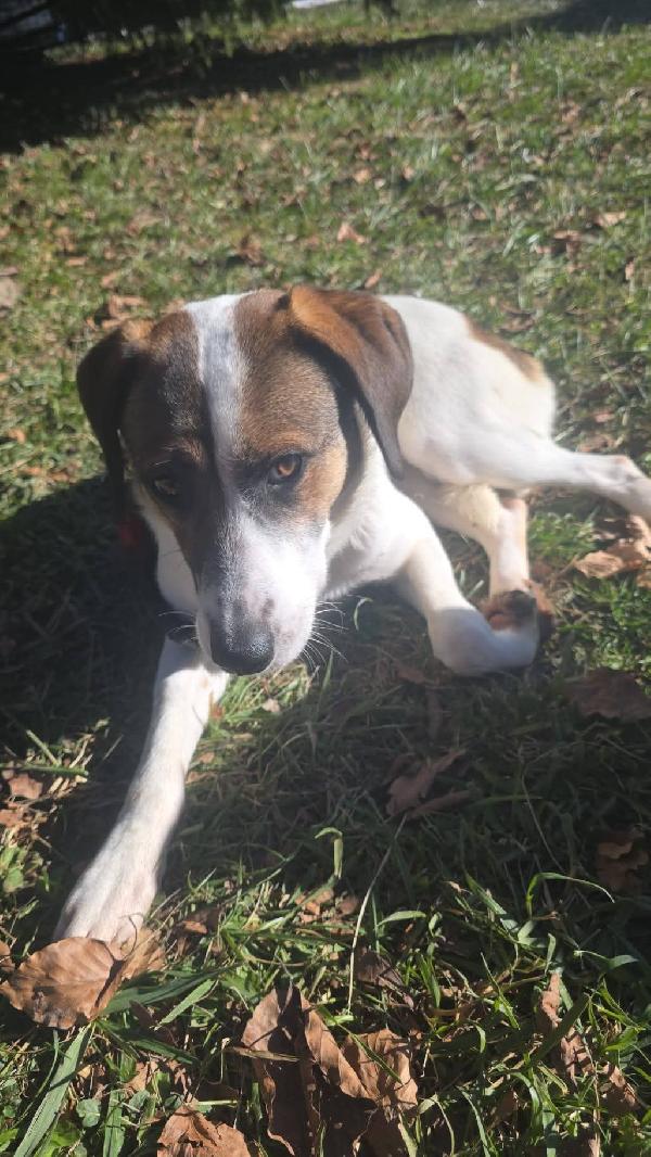 Macky Femmina 18Mesi Salvata Mesi Fa Bergamo