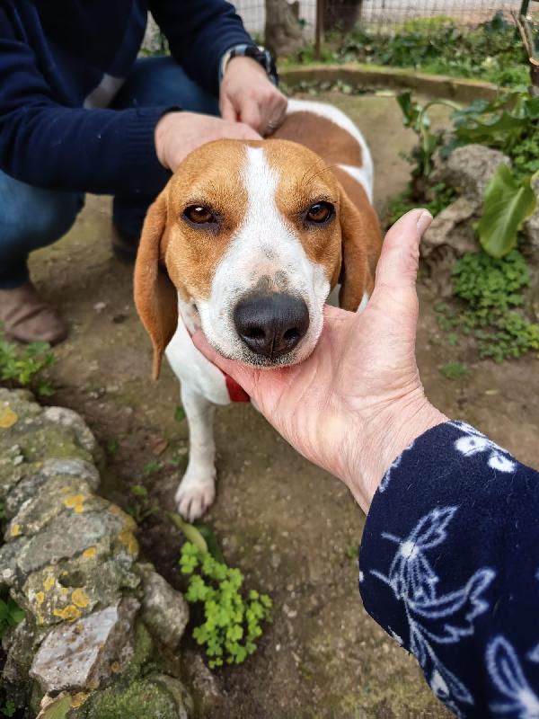 Dora Splendida Giovane Beagle Cerca Casa 