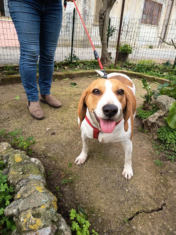 Dora splendida giovane Beagle cerca casa  Foto 2