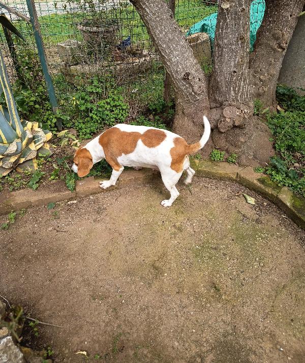 Dora splendida giovane Beagle cerca casa  Foto 3