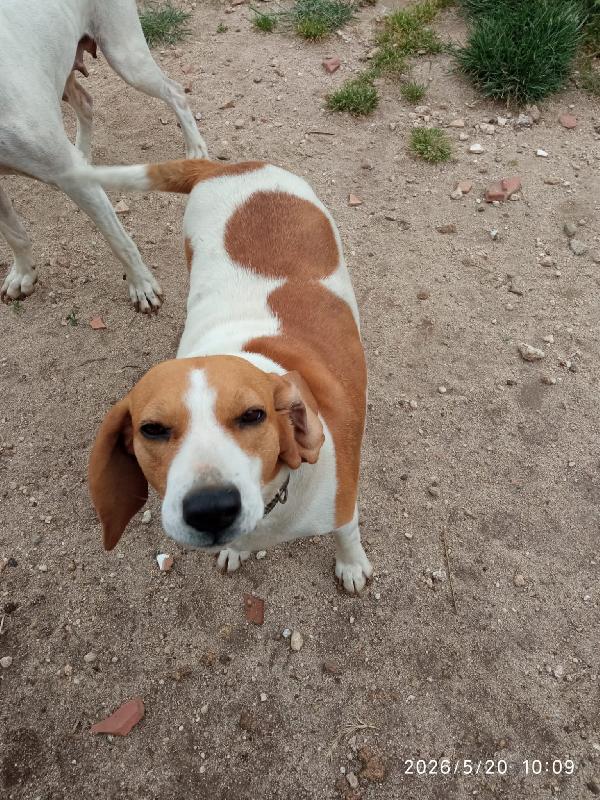 Dora splendida giovane Beagle cerca casa  Foto 4