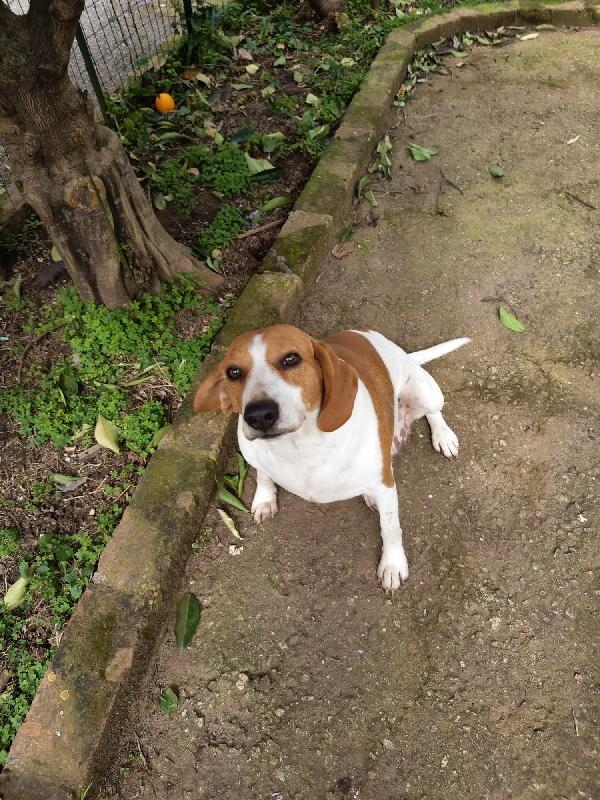 Dora splendida giovane Beagle cerca casa  Foto 5