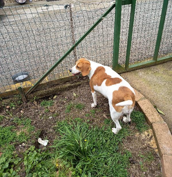 Dora splendida giovane Beagle cerca casa  Foto 6