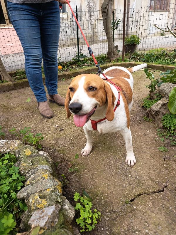 Dora splendida giovane Beagle cerca casa  Foto 7