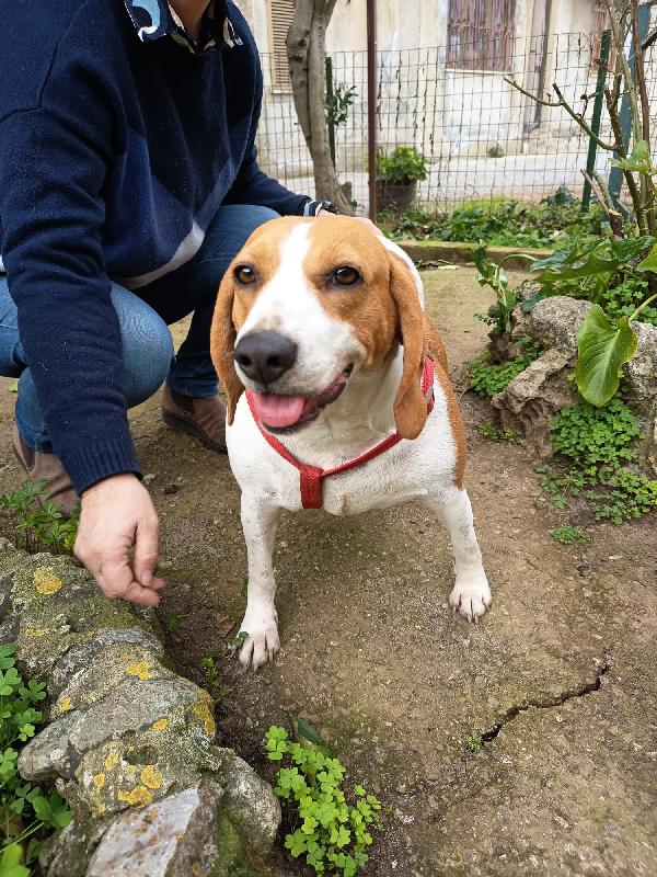 Dora splendida giovane Beagle cerca casa  Foto 8