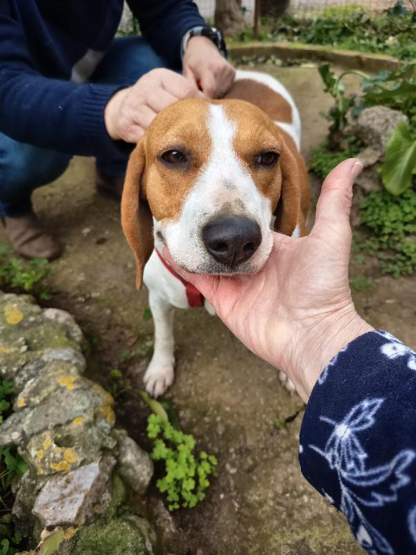 Dora splendida giovane Beagle cerca casa  Foto 9