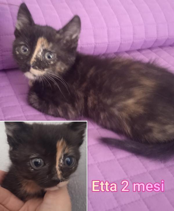 Miciottini Splendidi 