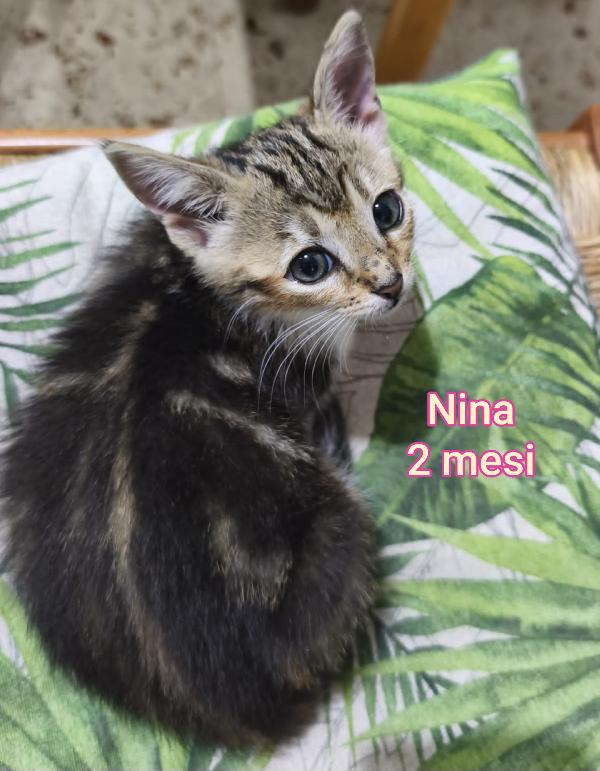 MICINI SOLI ED ESCLUSI  Foto 3