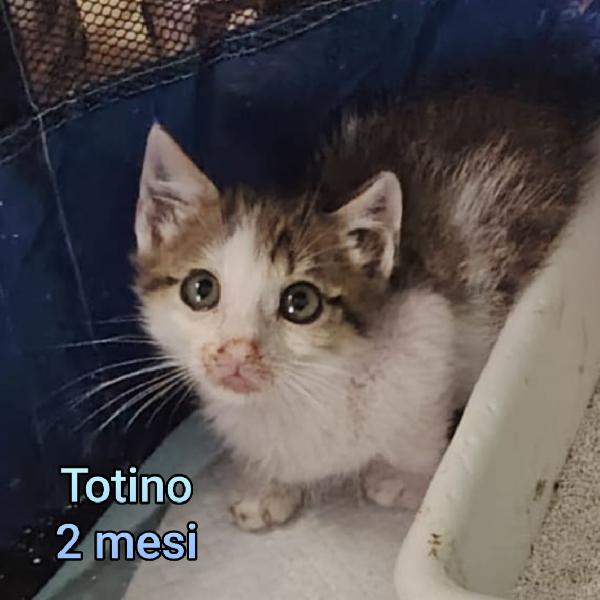 MICINI SOLI ED ESCLUSI  Foto 4