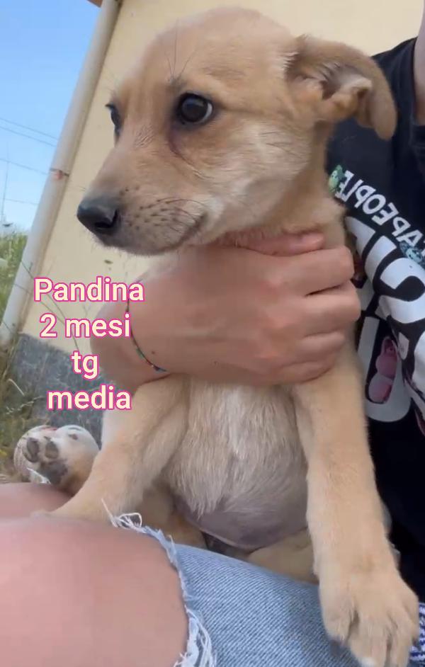 Stupendi Cuccioli 2 Mesi